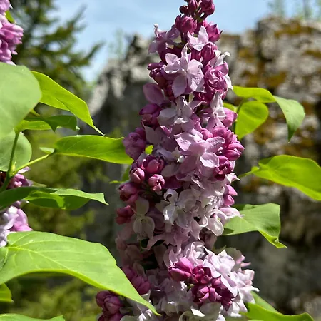 Bed & Breakfast Rilindja *