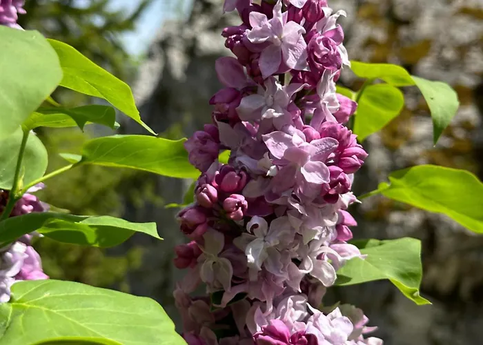 住宿加早餐酒店 Rilindja *